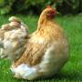 How to keep Chickens in your Back Garden