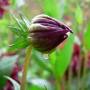 Garden Photography