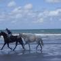 The Holistic Horse